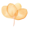 Flower4.png