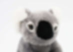 Thumbnail: Koji