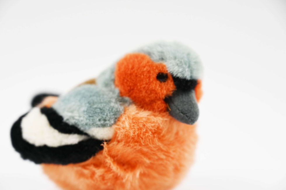 Thumbnail: Mr Chaffinch
