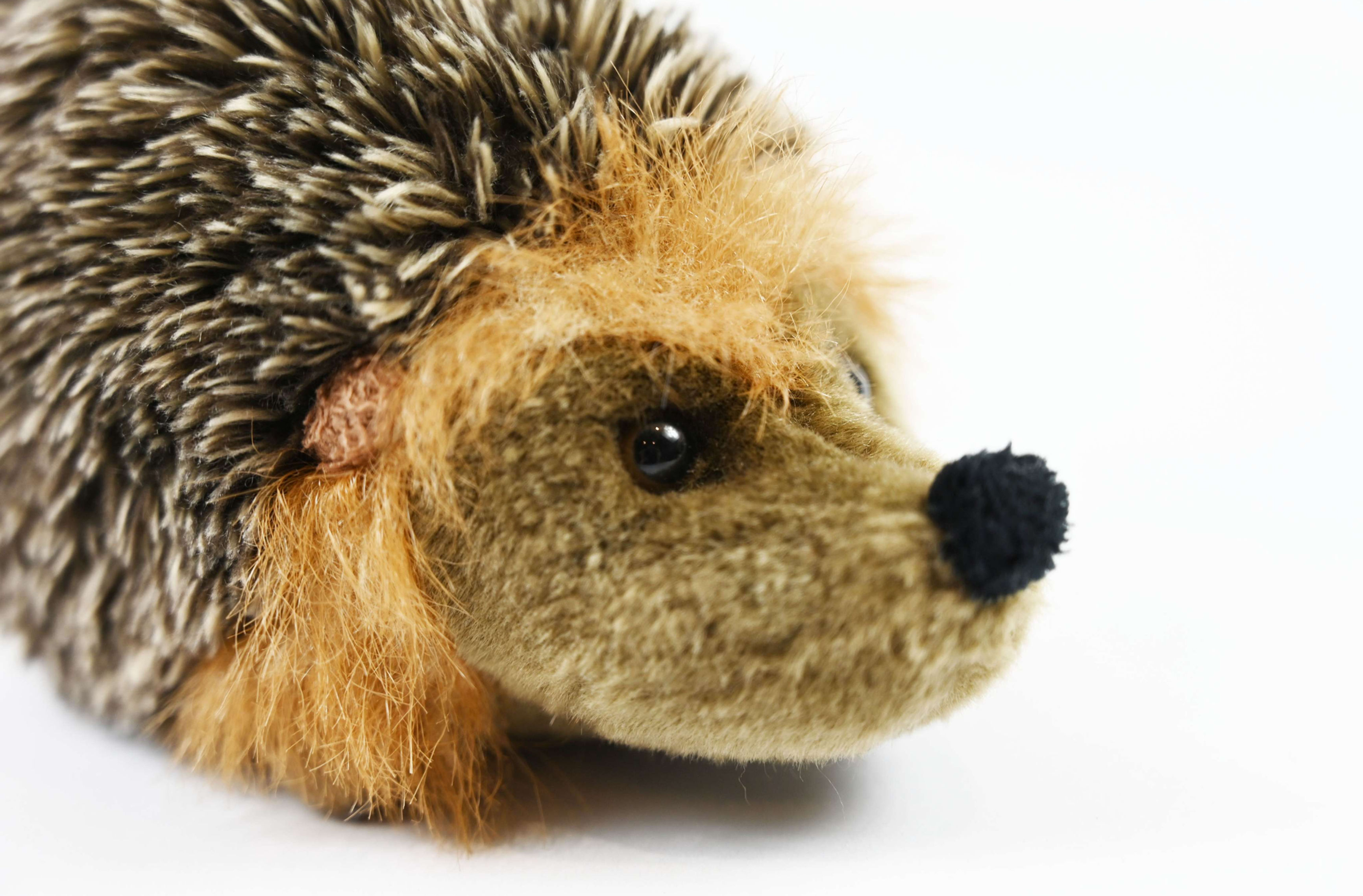 Hedgie