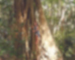 Three Little Birds Nature Therapy