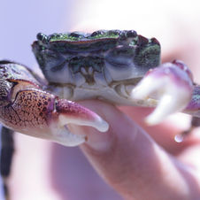 tidepool_tmay.jpeg