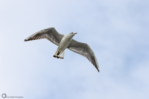 Lachmöwe im Flug