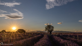 Sonnenuntergang über einem Lavendelfeld in der Provence