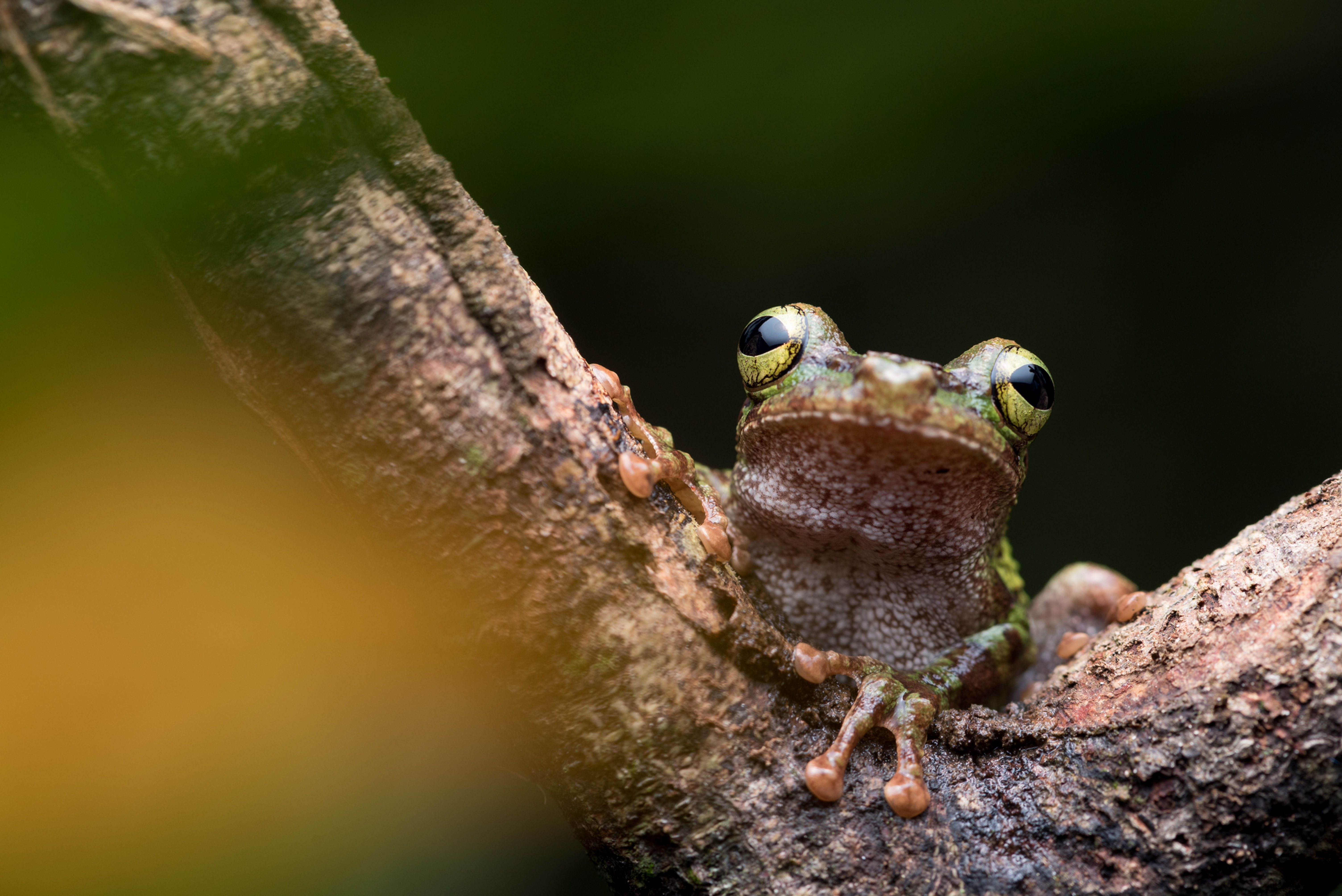 Rainforest frog - Amazon, Colombia
