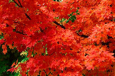 Image_1227.jpg