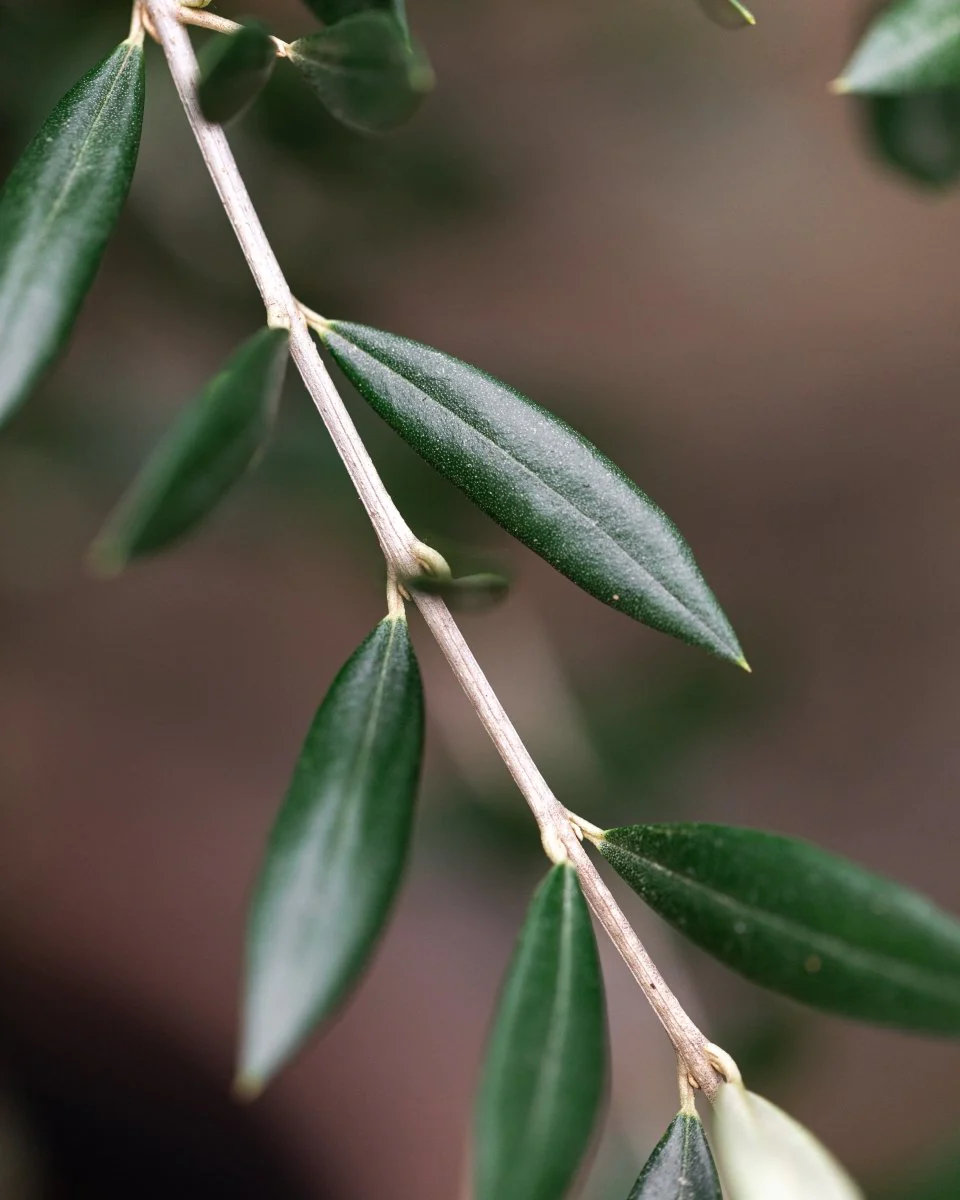 olive-tree-thick-trunk-natural-shape-head-110154_1800x1800.webp