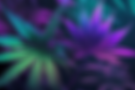 Bud Shack Leaves (Original Picture).png