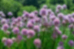 Chives.JPG