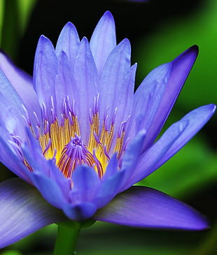 HaroldBlumBlue Lily.jpg