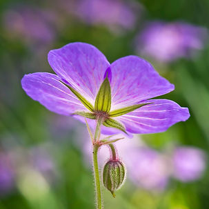 HaroldGeranium.jpg