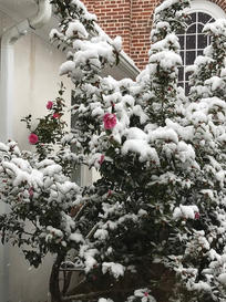 Snowy Garden Pic