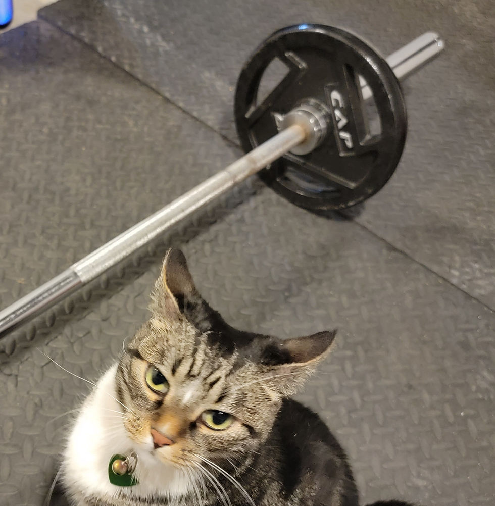 4-Day Strength and Mobility Split Workout Plan