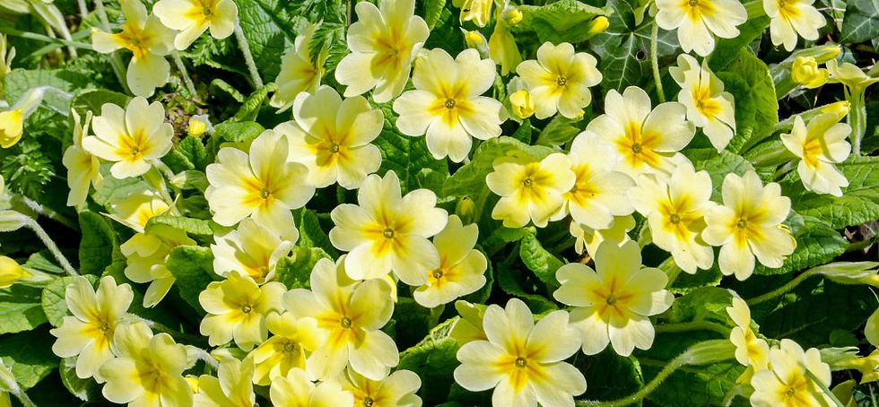 Pale yellow primrose flowers bloom amid lush green leaves in a bright spring garden.