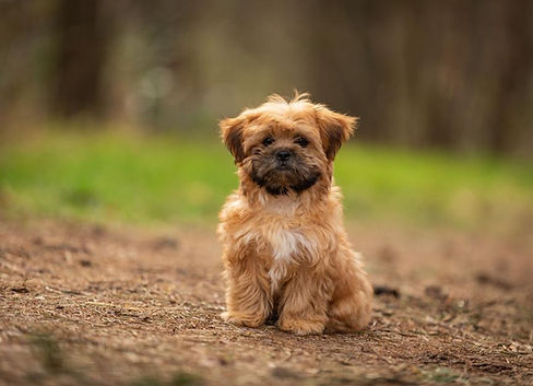 shorkie-dog.jpg