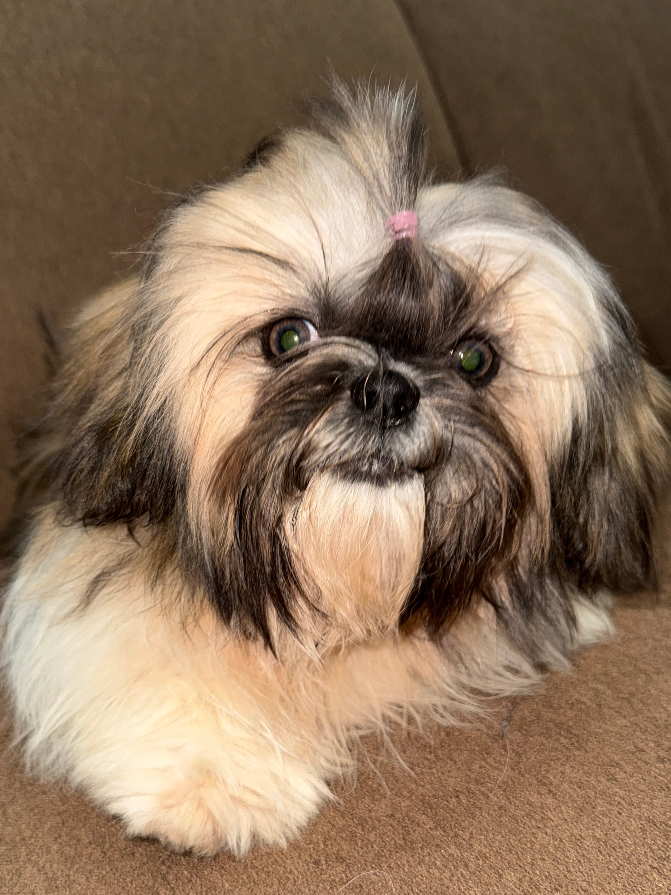 Shih Tzu Roxie Wt= 6.8 # as of 5/3/26