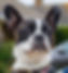 Committed to providing natural, healthy treats, toys, supplements & grooming products.