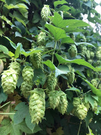 happy hops .JPG