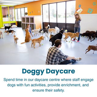Doggy Daycare