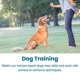 Dog Training