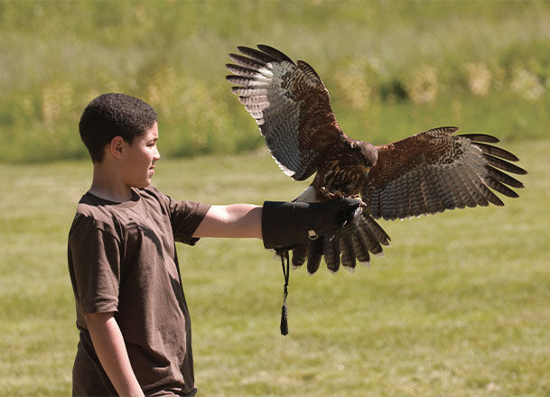 Falconry Experience