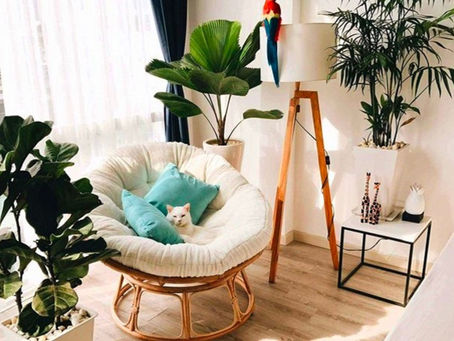 Ghế Mây Thư Giãn: Hòa Nhập Thiên Nhiên Vào Ngôi Nhà Của Bạn