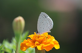 Butterfly on a Flower
