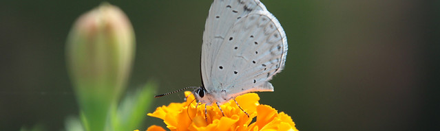 Butterfly on a Flower
