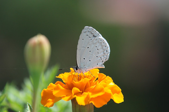 Papillon sur une fleur