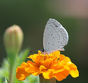 Papillon sur une fleur