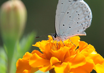 Lymphatic Massage for optimal healng at Body Being in Balance Massage Del Mar
