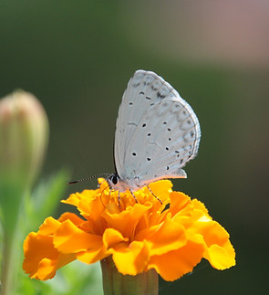 Butterfly on a Flower