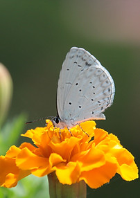 Butterfly on a Flower
