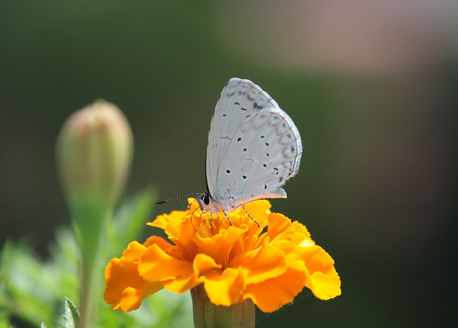 Butterfly on a Flower