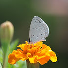 Butterfly on a Flower