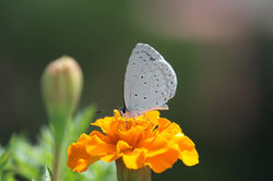 An Intuitive Healer