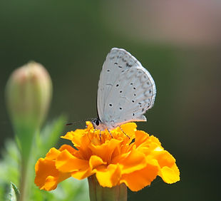 Butterfly On Flower