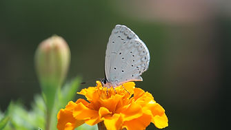 Butterfly on a Flower