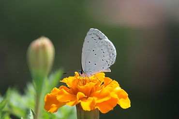 Butterfly on a Flower