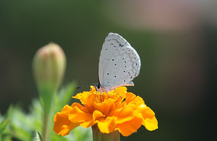 Butterfly on a Flower