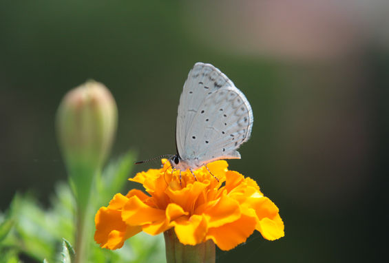 Butterfly on a Marigold