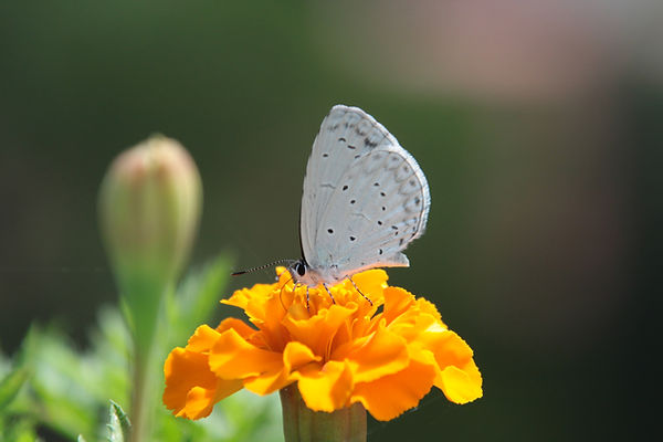 Butterfly on a Flower