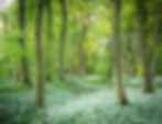 Venue19_WendyReed_EARLYMORNINGINTHEWILDGARLICWOOD.jpg
