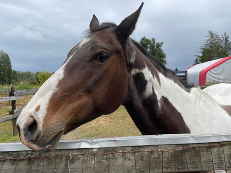 What it means to do right by your horse
