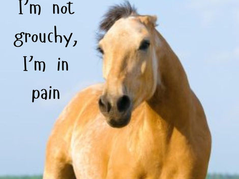 A mare with a serious reproductive health issue