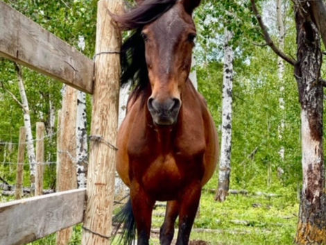 Jasper