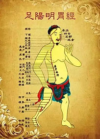 足阳明胃经 循行.jpg