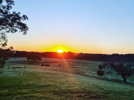 Up with the cows