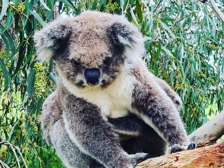 G'day mate! Plenty of feed here, think I'll hang around...
