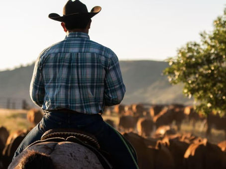 Cowboy on horseback herding cattle across a sunlit field, with hills and a tree in the background.